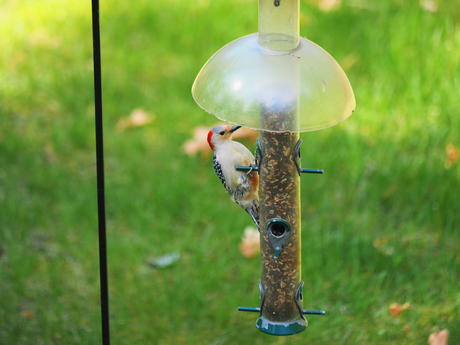 Red-bellied woodpecker #2