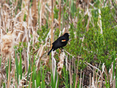 Male red-wing blackbird