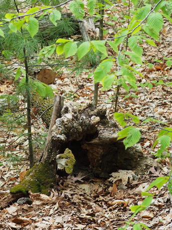 Tree stump #3