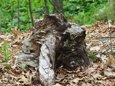 Tree stump #4
