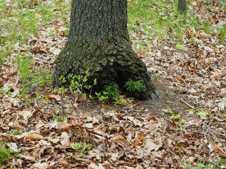 Tree stump #6