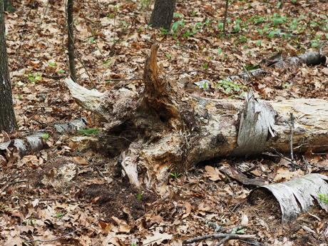 Tree stump #8