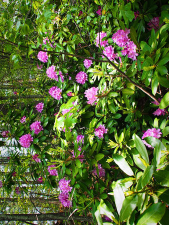 Purple rhododendrons #2