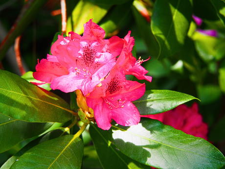 Red rhododendrons #2