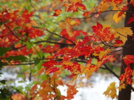 Red and yellow leaves #2