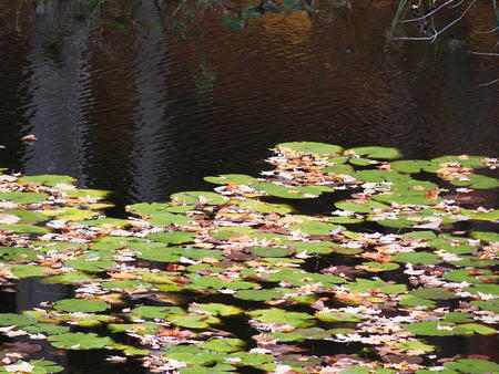 Lily pads and fallen leaves