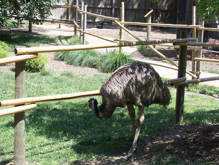 Emu #2