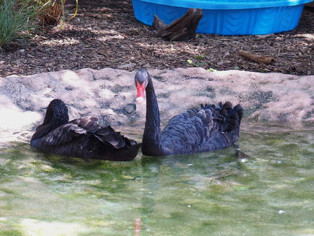 Black swan #2