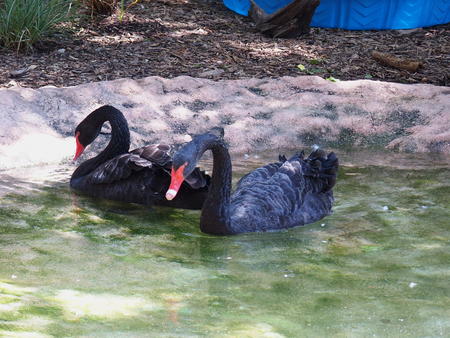 Black swan #3