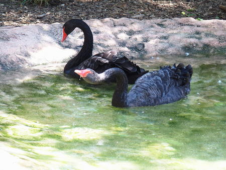 Black swan #4