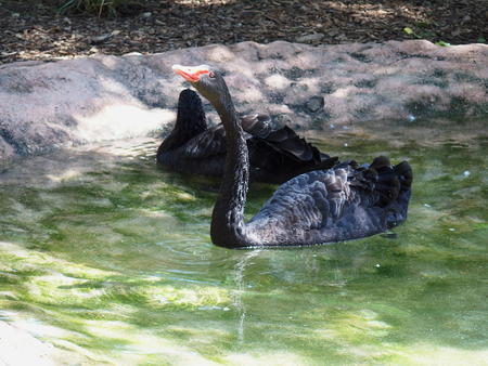 Black swan #5