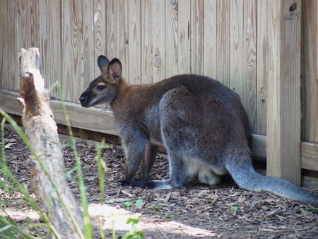 Red-necked wallaby #2