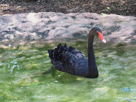 Black swan #6