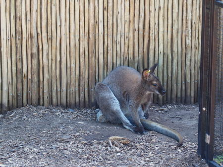 Red-necked wallaby #3