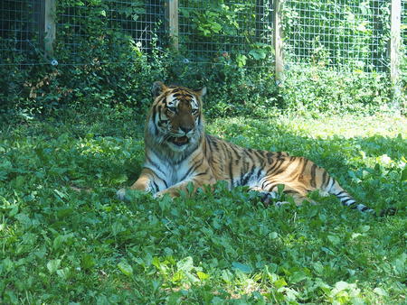 Siberian tiger #4