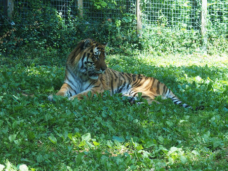 Siberian tiger #5
