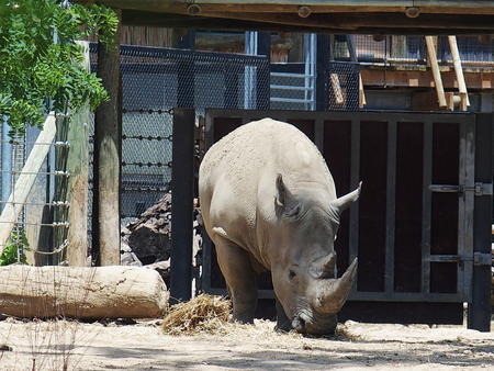 White rhinoceros #2