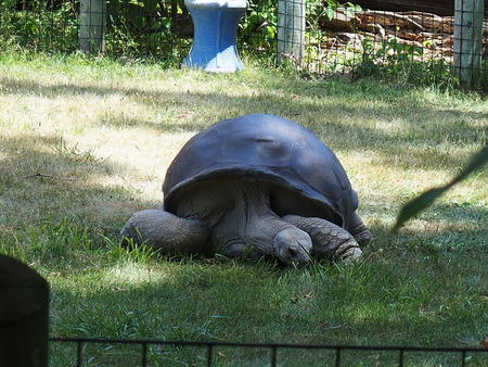 Tortoise #2