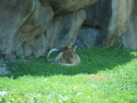 Lioness #3