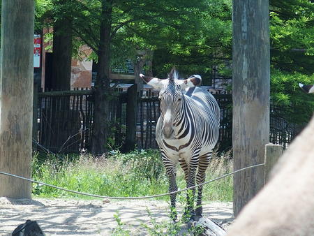 Zebra #3