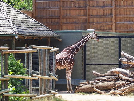 Giraffe #8
