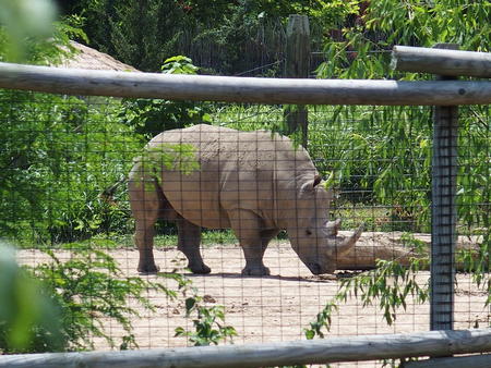 White rhinoceros #4