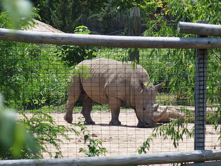 White rhinoceros #5