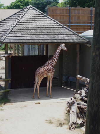 Giraffe #12