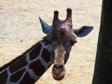 Giraffe #14