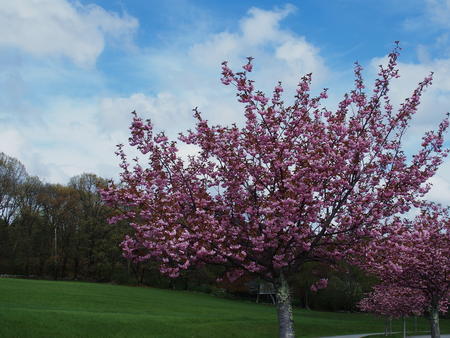 Spring flowering trees #3
