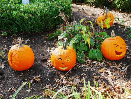 Carved pumpkins #12