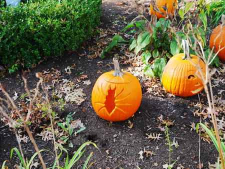 Carved pumpkins #13