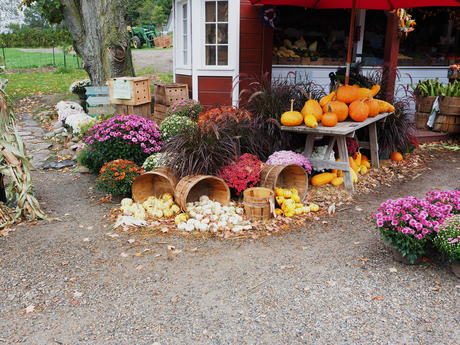Fall at Springdell Farms, Littleton, Massachusetts
