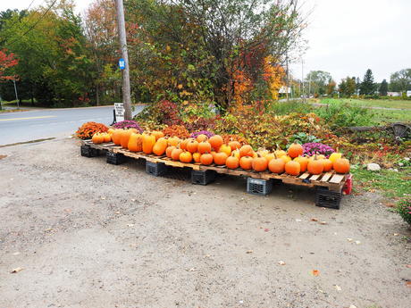 Fall at Springdell Farms, Littleton, Massachusetts #3