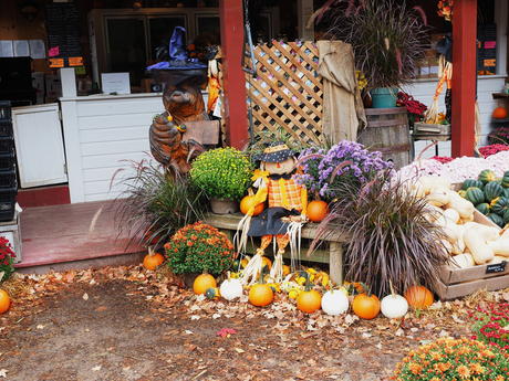 Fall at Springdell Farms, Littleton, Massachusetts #5