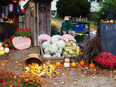 Fall at Springdell Farms, Littleton, Massachusetts #6