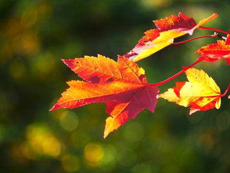 Fall leaves #2