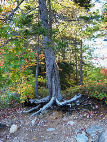 Tree trunk #2