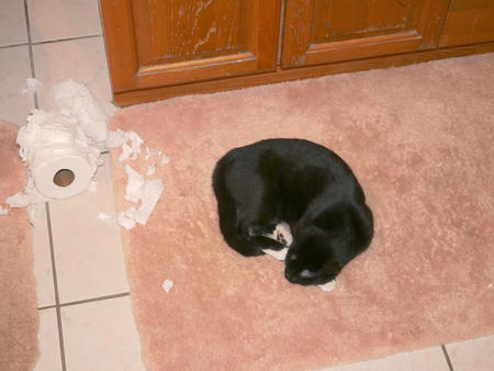 Shredded toilet paper?  I was asleep at the time!