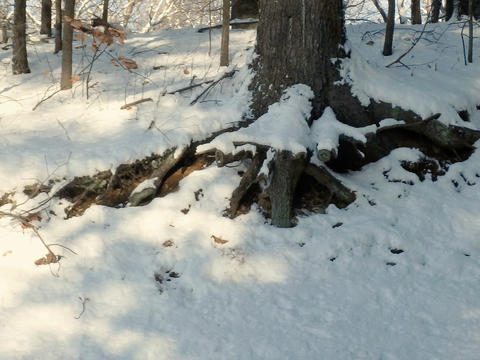 Tree roots in the snow