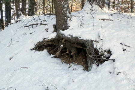 Tree roots in the snow #2