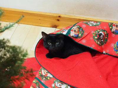Diana, the Christmas Kitty #2