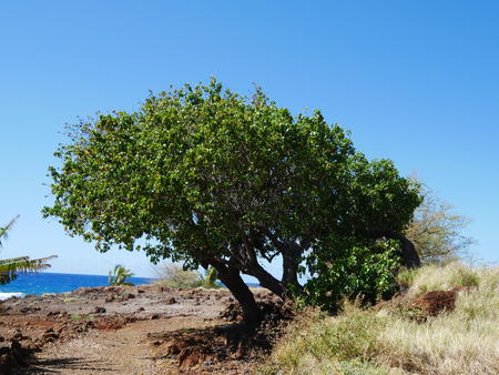 Tree at Lapakahi