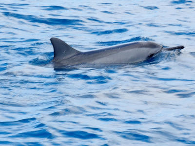 Hawaiian spinner dolphins #2
