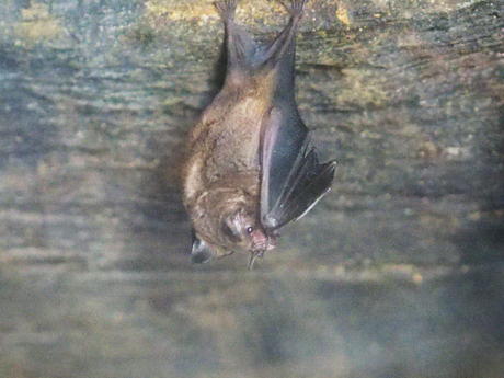 Bat #2