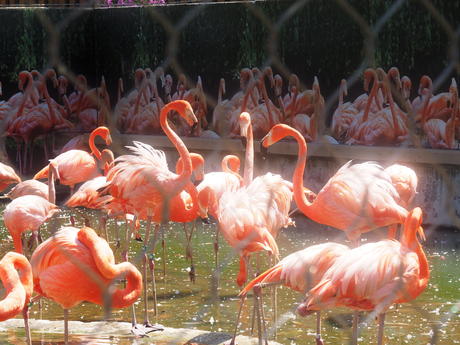 Caribbean Flamingos #4
