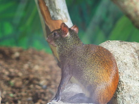Red-Rumped Agouti #2