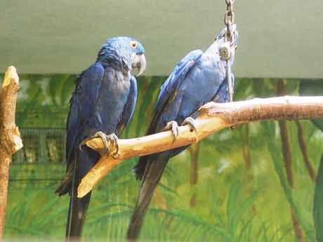 Hyacinth Macaw #3