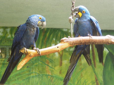 Hyacinth Macaw #4