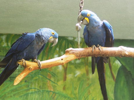 Hyacinth Macaw #5